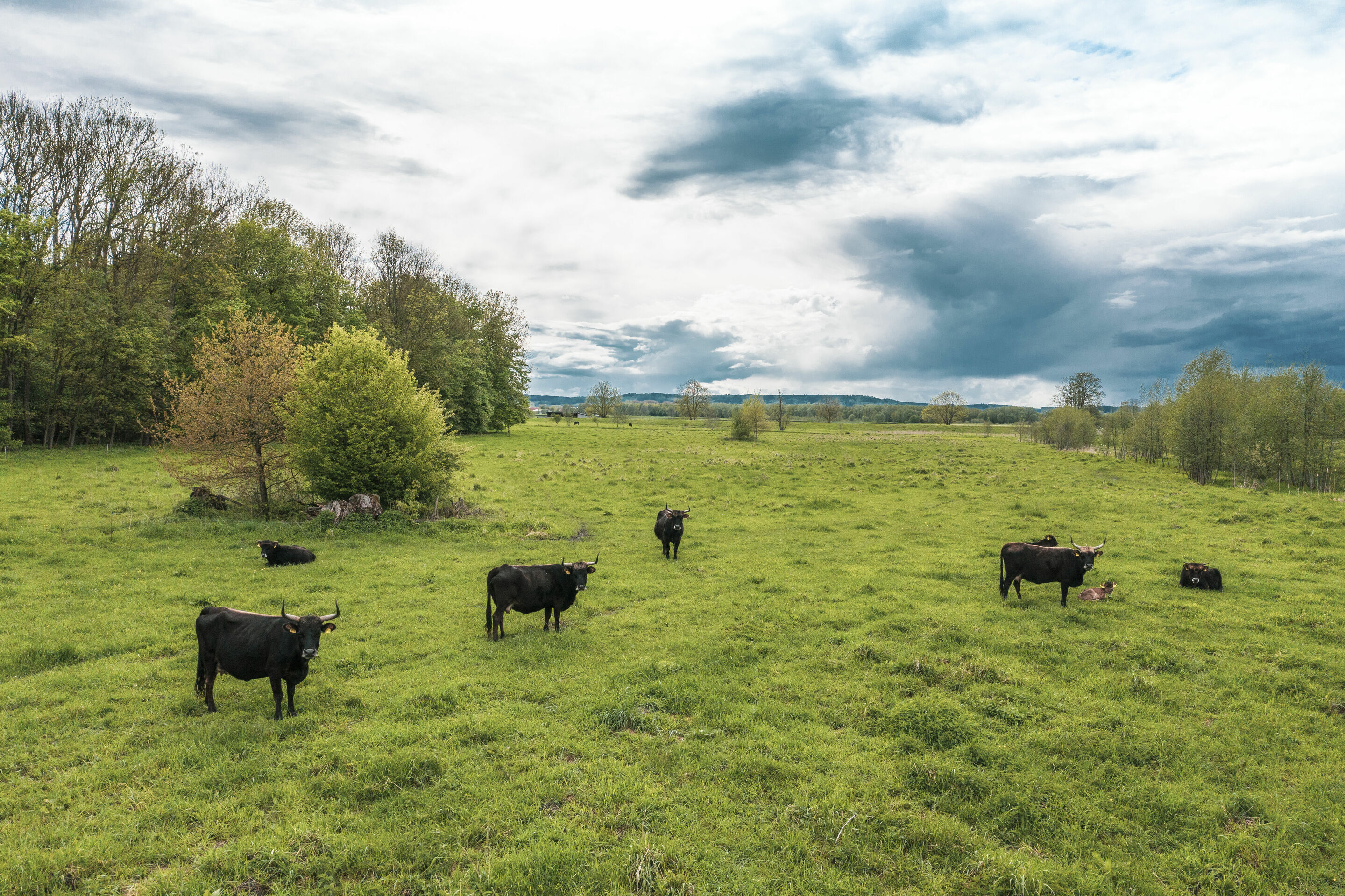 Moorschutz mittels Klimazertifikaten