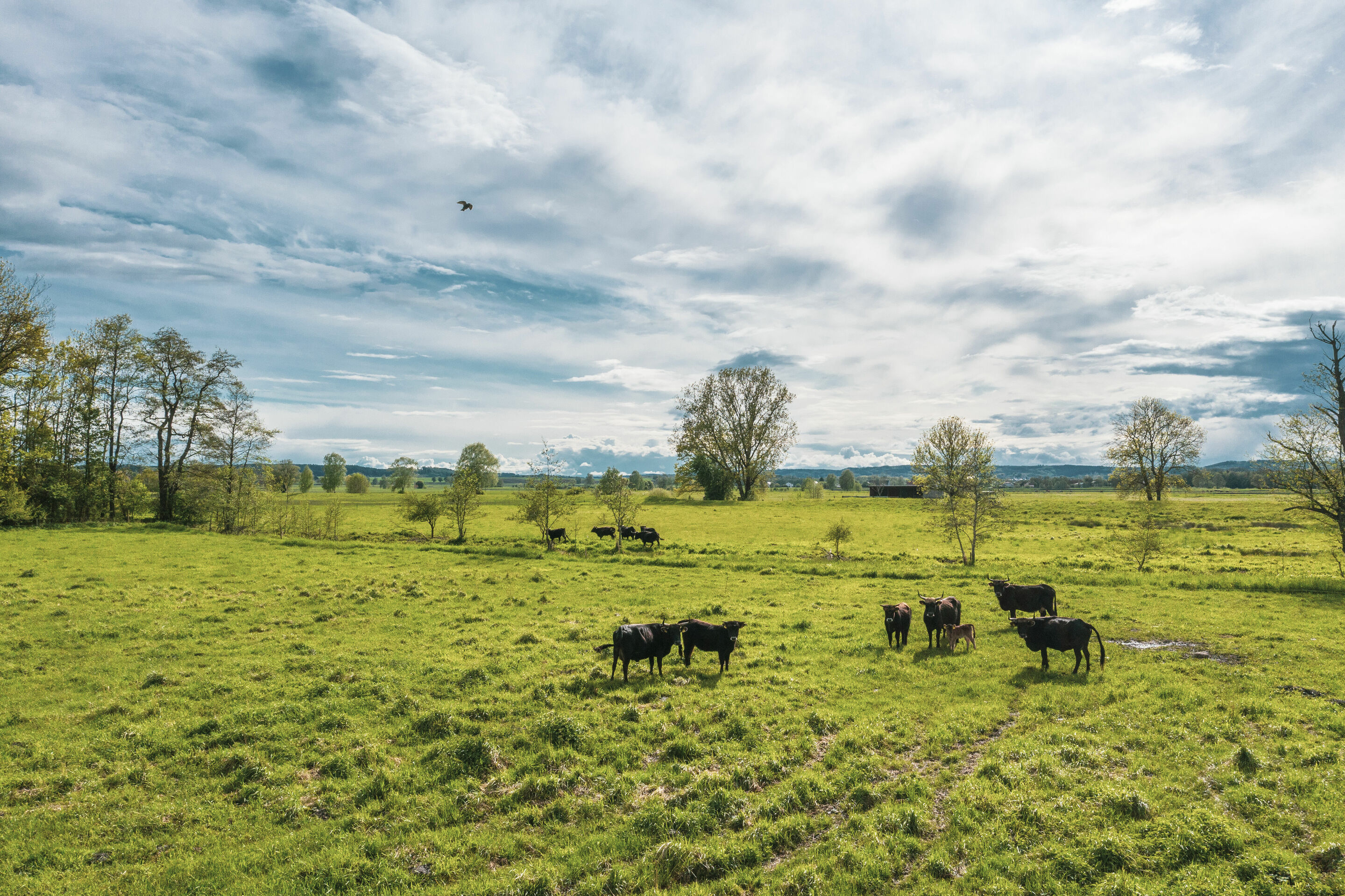 Moorschutz mittels Klimazertifikaten