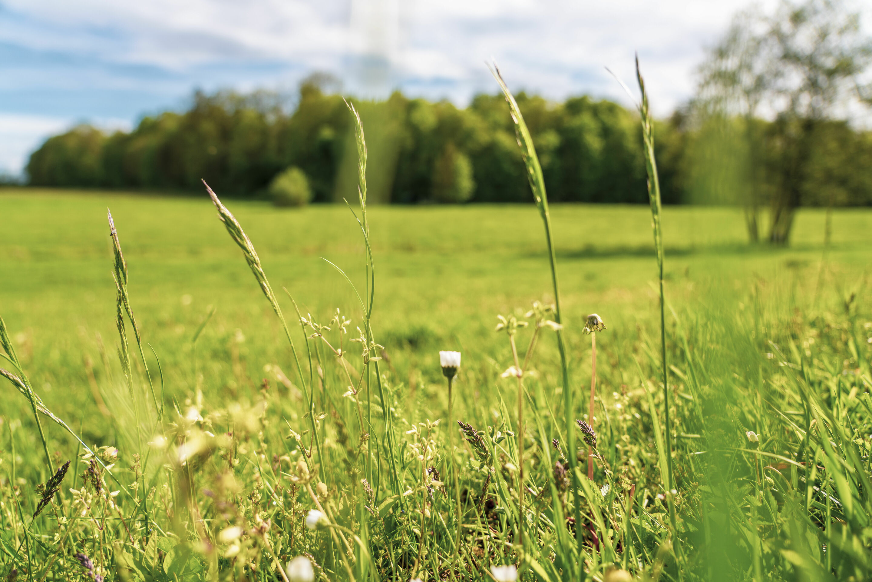 Moorschutz mittels Klimazertifikaten