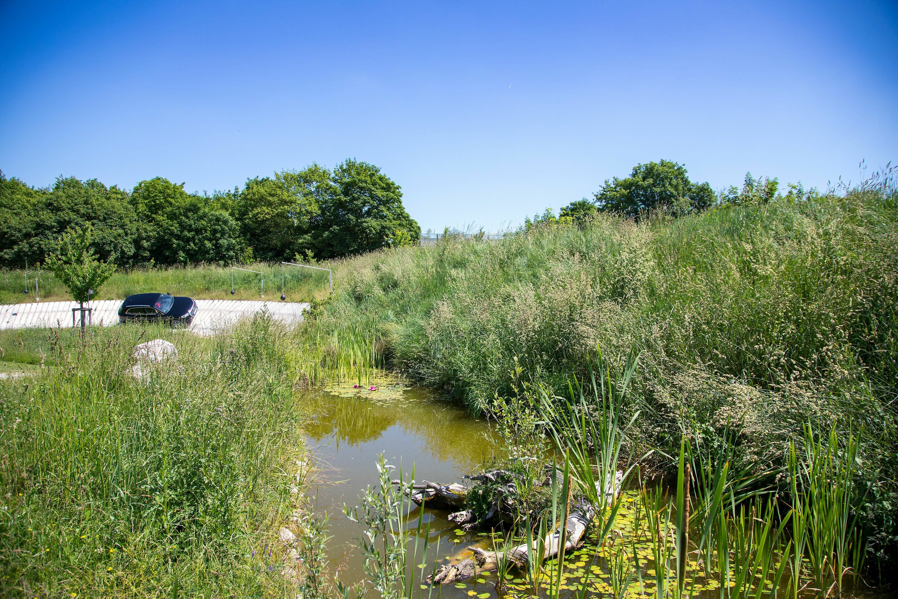 Biodiversität Audi Neuburg: Feuchtbiotop